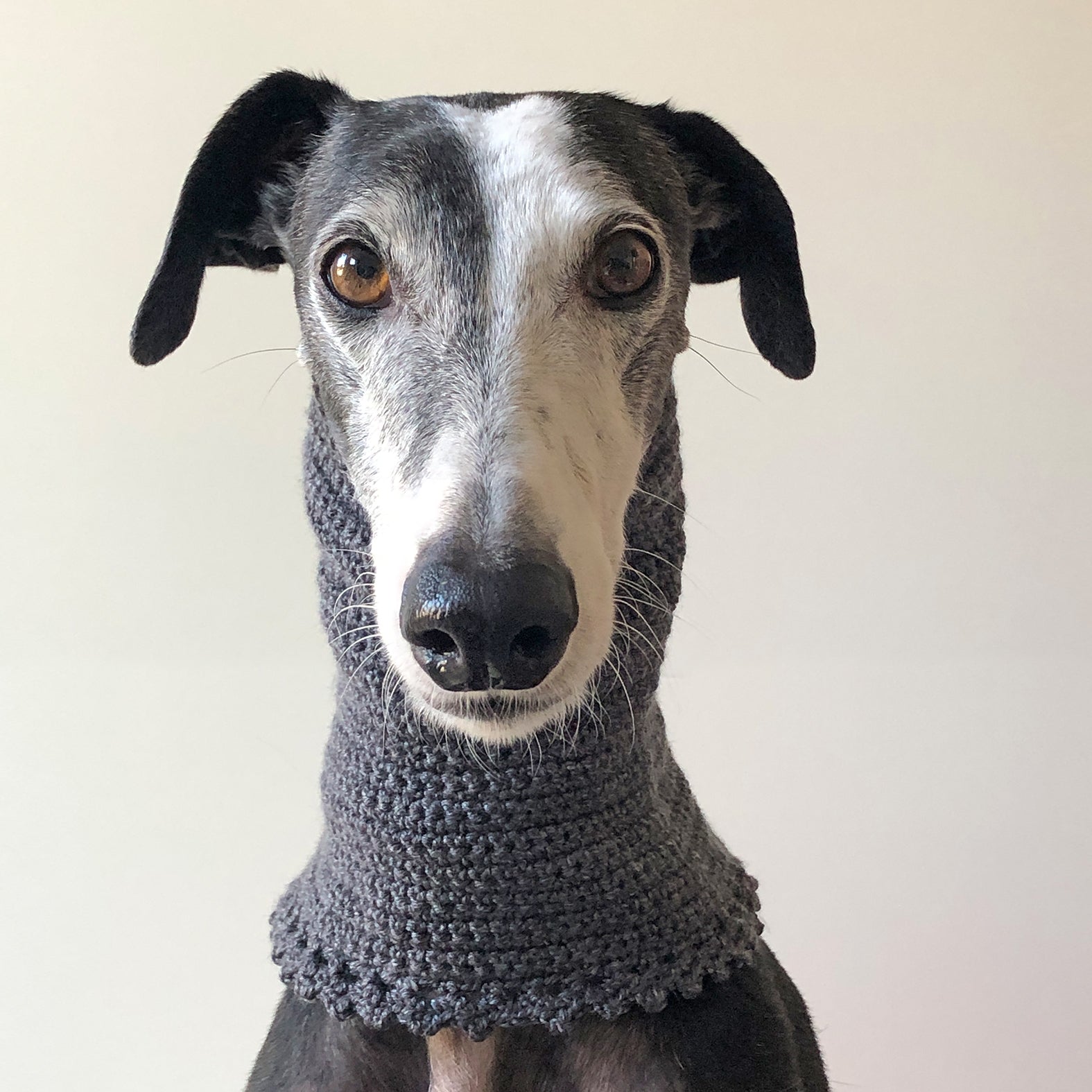Ein schwarzer Windhund Galgo trägt einen Loop Snood Halskragen um den Hals, der gehäkelt wurde. Die Farbe ist ein Schiefer Grau oder auch Anthrazit bzw. Dunkelgrau.