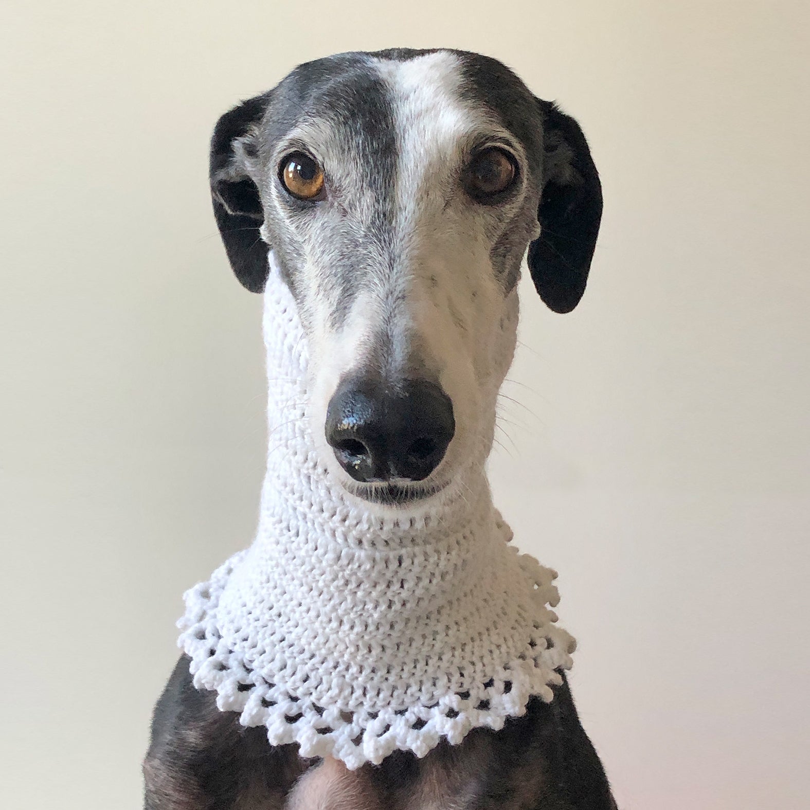 Schwarzer Windhund Galgo Greyhound mit weißem Häkelloop um den Hals. Halskragen für Hunde wärmen nicht nur, sondern sind auch ein schickes Accessoire für modische Hunde mit langem Hals. Auch bei Zwingerhusten oä zu empfehlen.